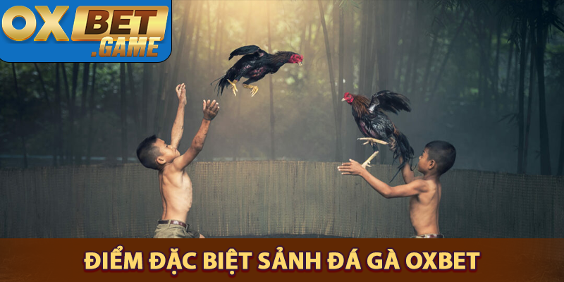 Những điểm đặc biệt của dịch vụ đá gà OXBET